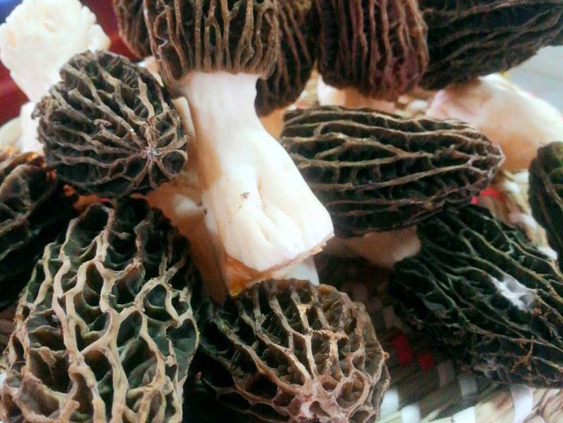 食用菌4 食用菌4